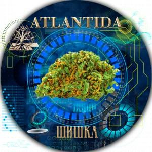 Бошки, травка, канабис сорт тгк