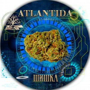 Бошки, марихуана, покурить бонг, косяк травки